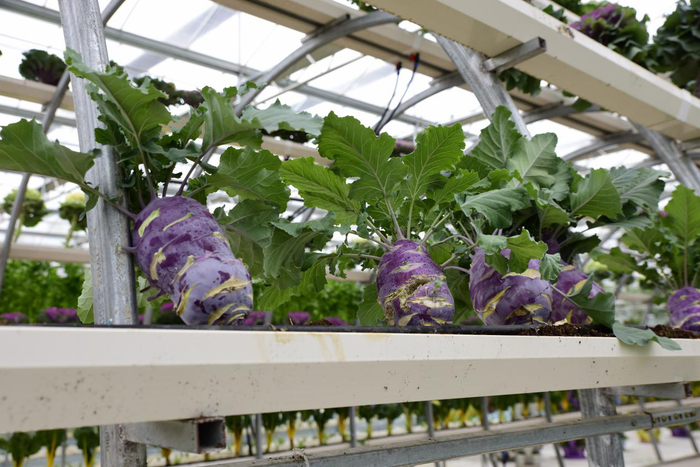 随处可见的黑色电缆（央视网记者 王静远 摄）