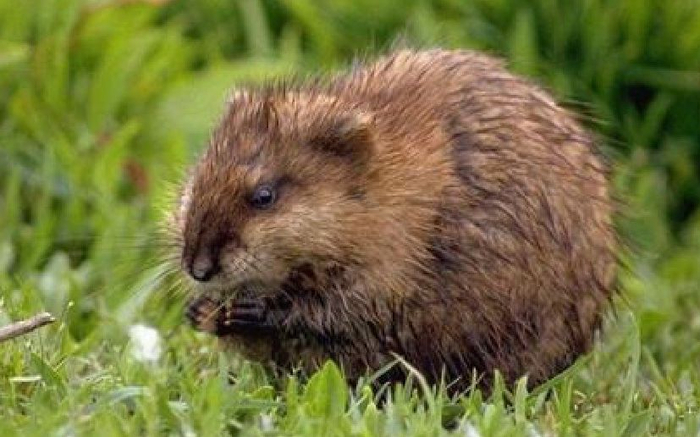 善游泳的麝鼠。受访者供图