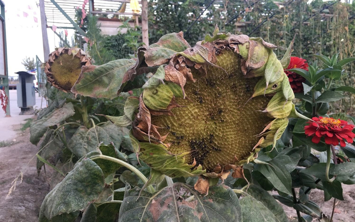 被老鼠吃空的向日葵。受访者供图