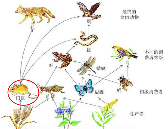 老鼠和生物链。受访者供图