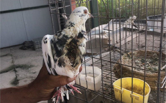 被老鼠咬伤的鸽子。受访者供图