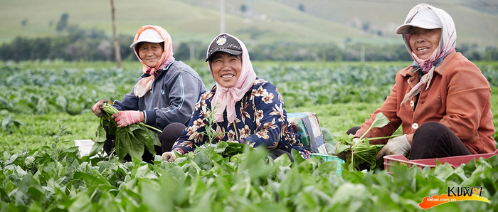 菠菜喜获丰收。