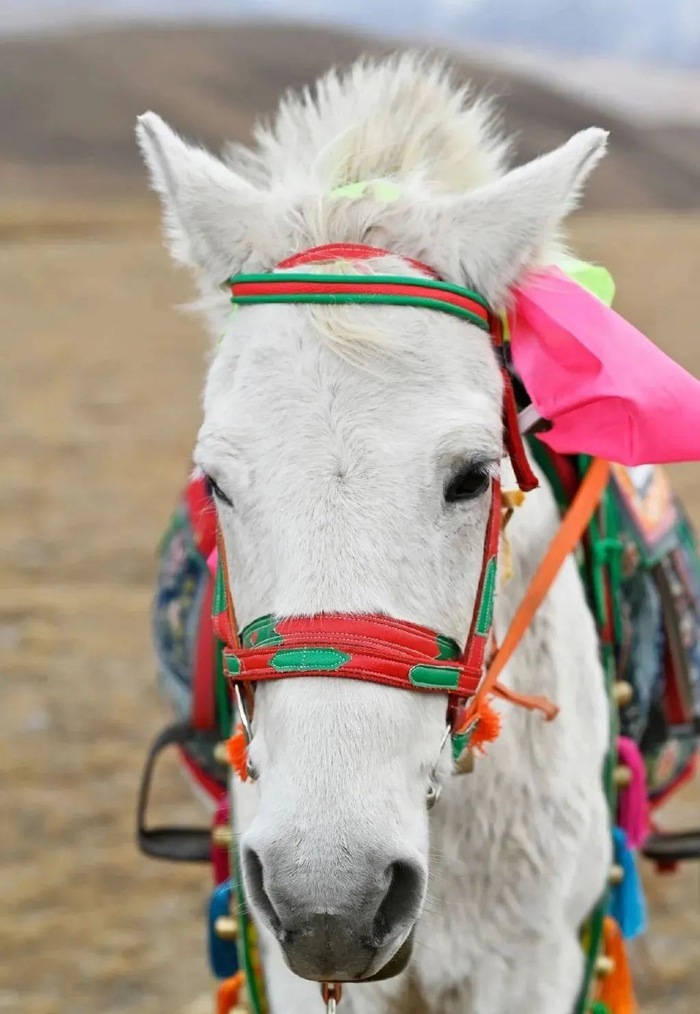  ·丁真和他的小马珍珠。