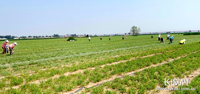 村民种植中药材。南和县东明中药材种植专业合作社供图