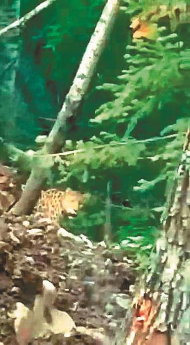 龙江森工林区多次拍摄到野生东北虎豹影像 　图片由龙江森工集团提供