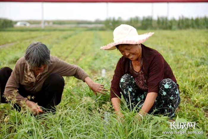 劳作的村民。南和县东明中药材种植专业合作社供图