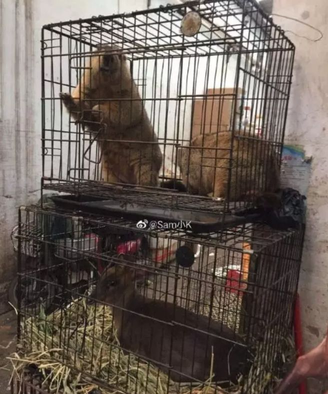  华南海鲜市场某野味商家出售“土拨鼠”