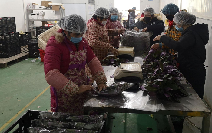 工人对进入超市的蔬菜进行简易包装。受访者供图