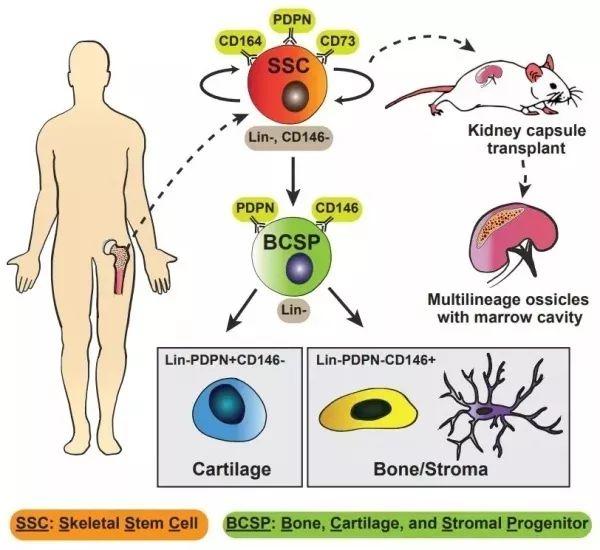 科研绘图：人骨骼干细胞