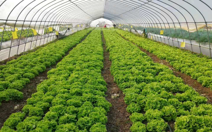 汇春名优农产品专业合作社，蔬菜在大棚里长势旺盛。受访者供图