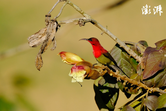 黄腰太阳鸟(雄）