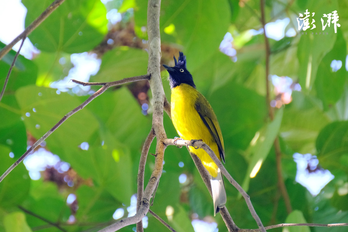 黑冠黄鹎
