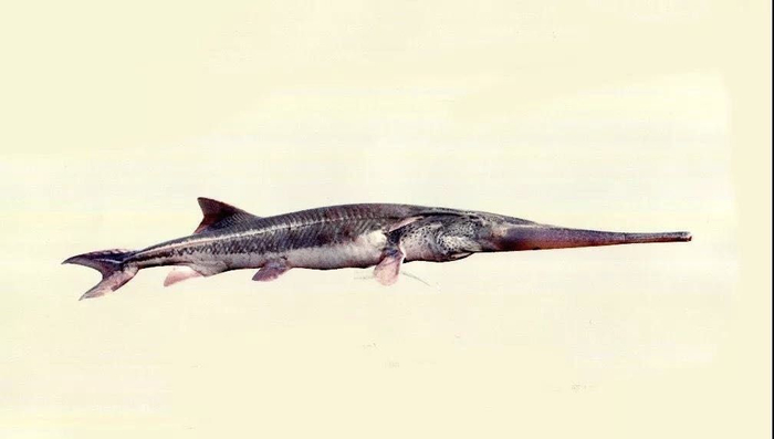 ▲图片来源：长江上游珍稀特有鱼类国家级自然保护区鱼类图集。