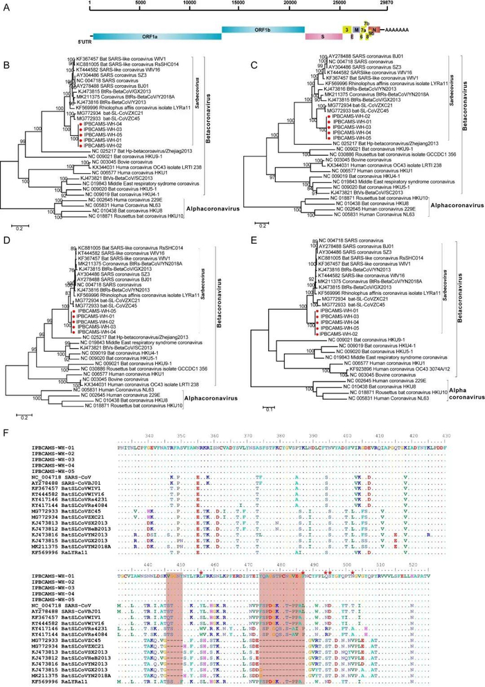 图1. 2019新型冠状病毒基因组组成模式图、基因组和功能基因进化分子以及受体结合结构域序列特征