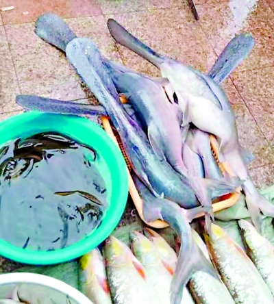 &nbsp;&nbsp;&nbsp;&nbsp;菜场里卖的匙吻鲟和白鲟很相似&nbsp;&nbsp;&nbsp;胡先生&nbsp;摄