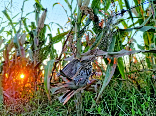 2019年9月，记者在秦皇岛市卢龙县调研拍摄的捕鸟网上的鸟。记者杜一方摄