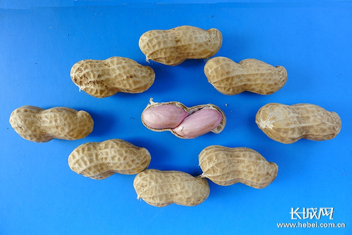 李玉荣培育的花生。李玉荣供图