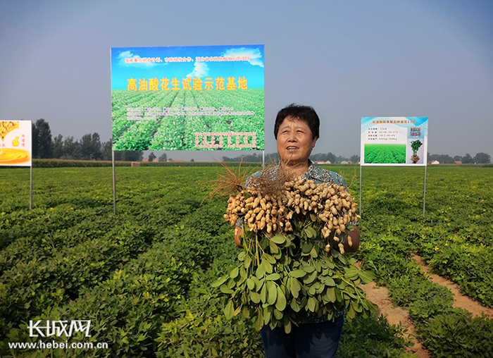 李玉荣和她培育的高油酸花生。李玉荣供图