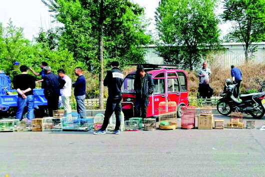 河北一村镇集市公开贩卖野生鸟类。 受访者供图