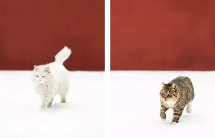 △三十儿（左）与虎子（右） 摄影/张林&nbsp;来源/@故宫博物院