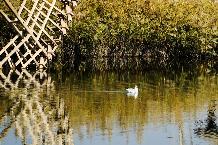 秋日的黄河湿地，自然和谐。宁夏新闻网记者　杜爱虹&nbsp;摄