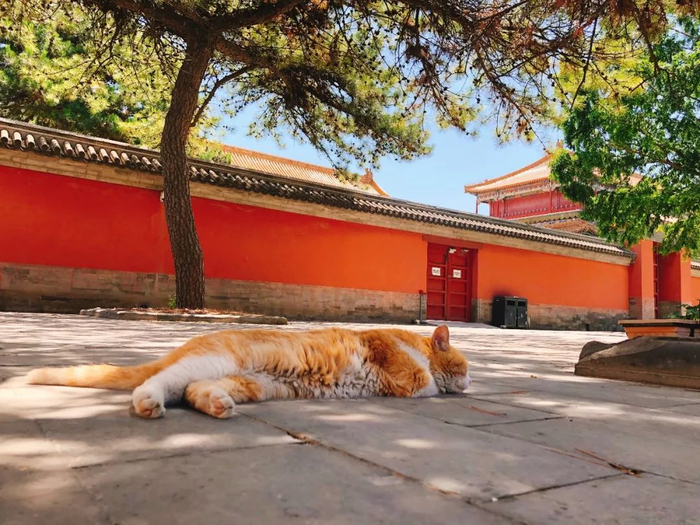 △张林办公的小院&nbsp;摄影/庄颖