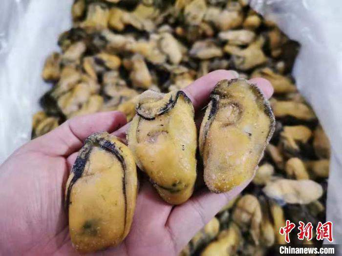 个头适中的生晒蚝豉 李晓春 摄