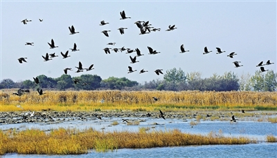 候鸟齐飞。银川晚报记者　苏勇　摄