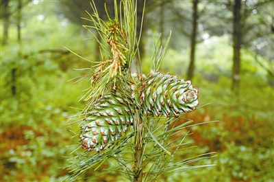 红松一般25年左右结果，但嫁接苗几年内就可结果