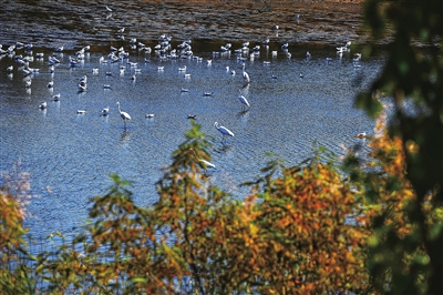 白鹭栖息。银川晚报记者　苏勇　摄