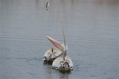 卷羽鹈鹕。鸟友“雨果”提供