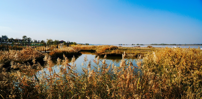 黄河外滩，一幅秋天美丽的画卷。宁夏新闻网记者　杜爱虹&nbsp;摄