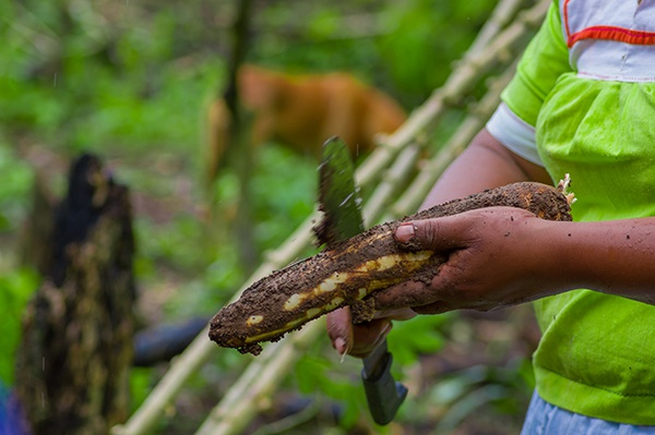 在亚马孙森林中，切割了一个Yucca植物的根