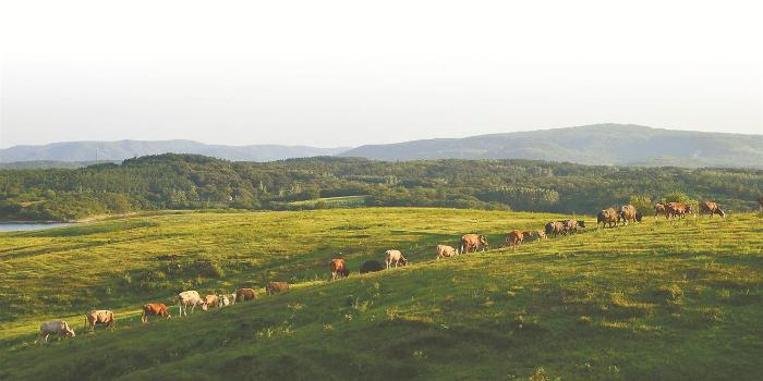 明光市黄寨草场（本栏图片由滁州市林业局提供）