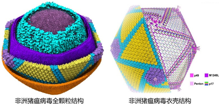 非洲猪瘟病毒全颗粒的三维精细结构。受访者供图