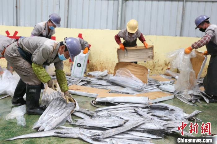 图为工作人员将海带鱼解封销毁 林浩 摄