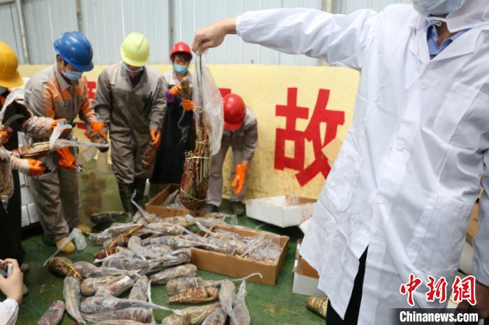图为工作人员检验待销毁的龙虾 林浩 摄