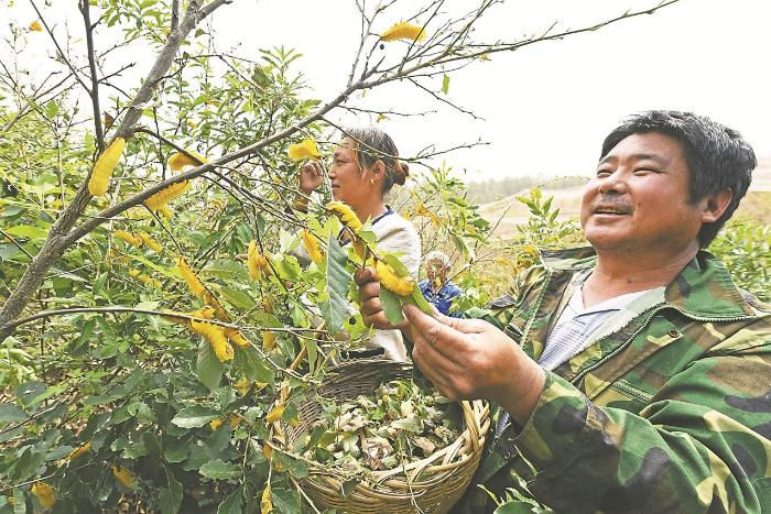滁州市南谯区施集镇林农在麻栎林养殖的柞蚕喜获丰收