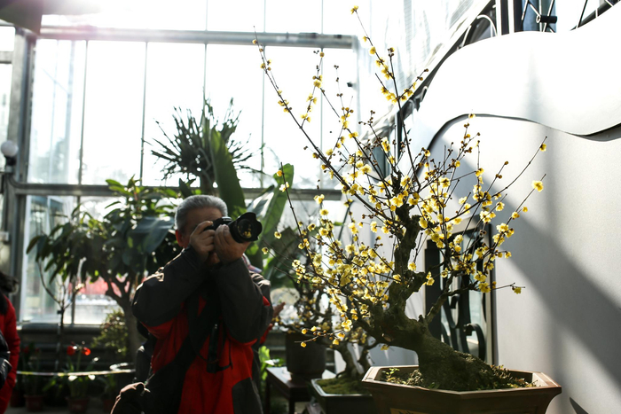 摄影爱好者在展览温室四季花厅拍摄蜡梅盆景。新京报记者 余华尊 摄