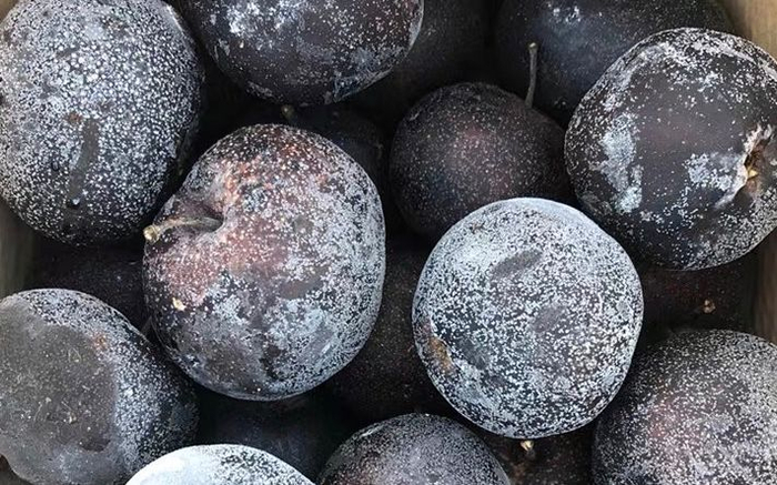 冻梨外表看起来是黑色的。受访者供图