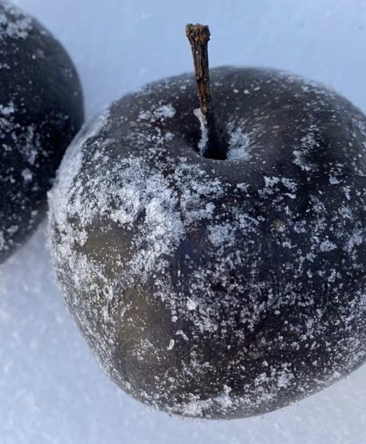 冻梨是大自然对寒冷地区的馈赠。受访者供图