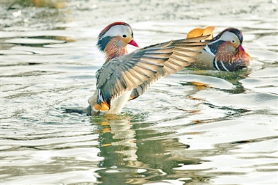 鸳鸯在北京北海公园未封冻水域活动（光明图片）  陈温欣摄