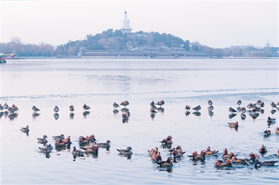 冬日清晨，北京北海公园北门附近水面聚集着成群的鸳鸯（光明图片）  记者 徐谭摄