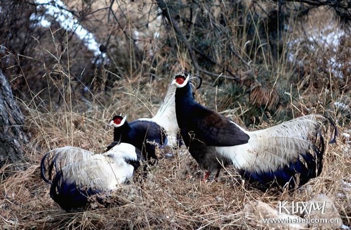 野生动物。 河北省林草局供图