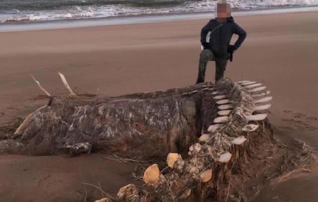 英国海岸现庞大生物骨架被网友戏称尼斯湖水怪，专家辟谣：是鲸鱼