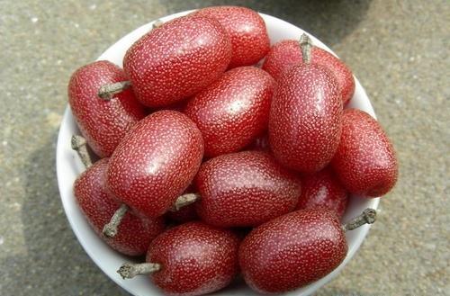一种野外的红果子，很多人识货去山上抢，名叫“羊奶果”你见过吗