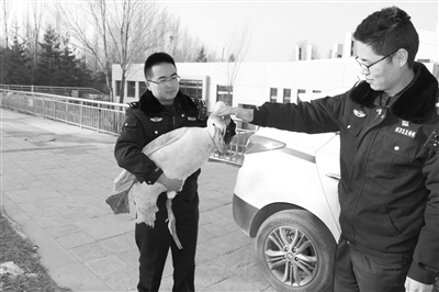 民警救助一只天鹅