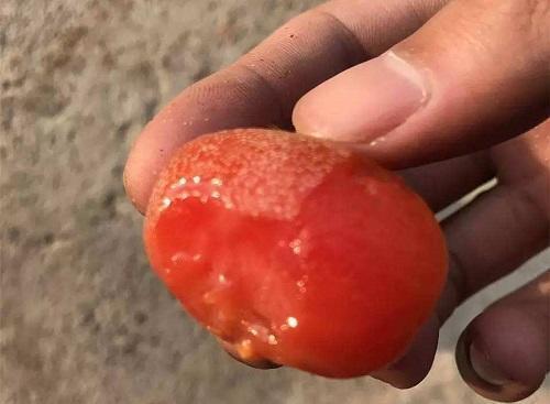 一种野外的红果子，很多人识货去山上抢，名叫“羊奶果”你见过吗