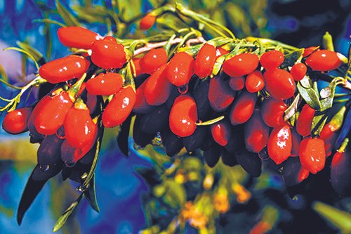 滋补佳品中国枸杞正在走向世界。中新社记者 孙睿摄