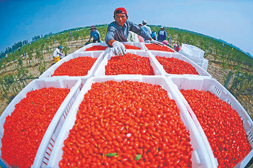 小小红枸杞支撑大产业。 李佳佳供图